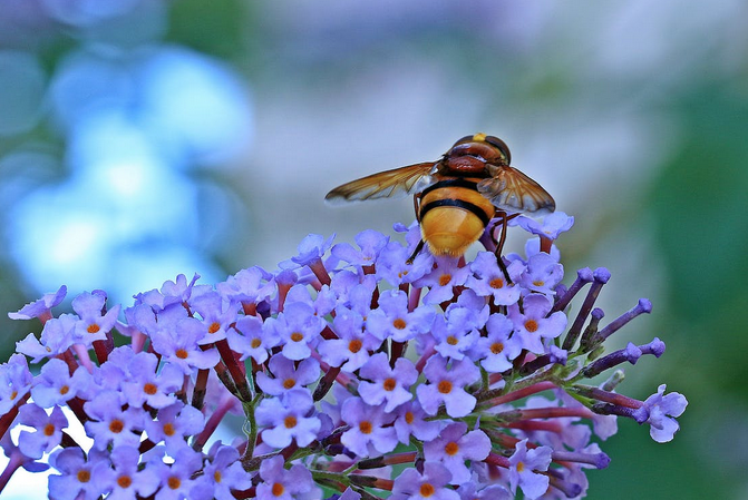 bee
